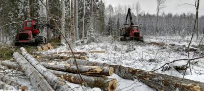 В Карелии будут судить бывшего лесничего, набравшего взяток на 600 тысяч рублей