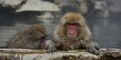Вакцинация в зоопарке Сан-Диего: коронавирус угрожает мировой популяции обезьян