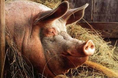 Власти выкупят заболевших африканской чумой свиней в Чите