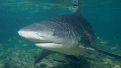 Глубоководных светящихся акул нашли у берегов Новой Зеландии