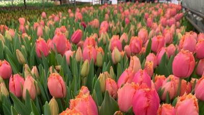 Лучше, чем в Голландии: в Саратове начали действовать цветочные ярмарки