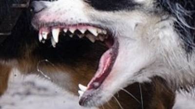 Семь бойцовых собак насмерть растерзали мужчину