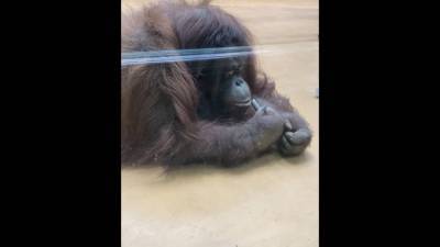В зоопарке Удмуртии орангутаны отметили 8 марта (ВИДЕО)