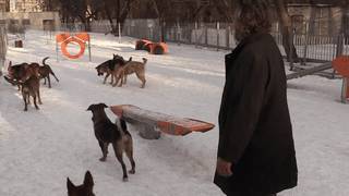 Мухи, вонь и постоянный лай: москвич приютил в однушке свору бродячих собак