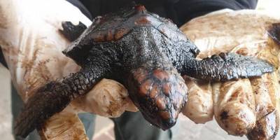 Управление природы и парков: 16 черепах погибли от загрязнения нефтепродуктами