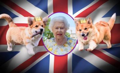 Британской королеве, зарекшейся заводить собак, подарили двух щенков корги