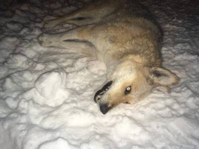 В сыктывдинском Яснэге волки загрызли собаку, а в Удорском районе появился волк-спринтер