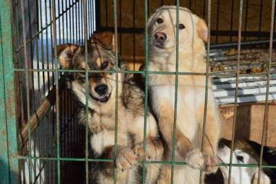 На отлов и вакцинацию бездомных собак в Рязани выделили 14 миллионов рублей
