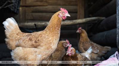 Беларусь ограничивает ввоз птицы из Алжира и Эстонии из-за птичьего гриппа