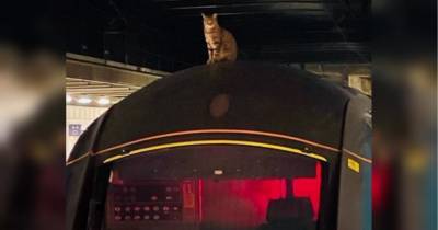 Виновата кошка: в Лондоне животное заблокировало более чем на два часа движение скоростных поездов