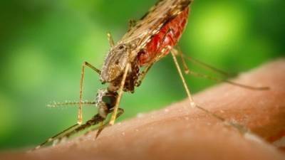 Шведские биологи выяснили, почему комары боятся кошачьей мяты