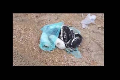 Активисты обеспокоены гибелью птиц на Черноморском побережье: пернатые умирают в судорогах