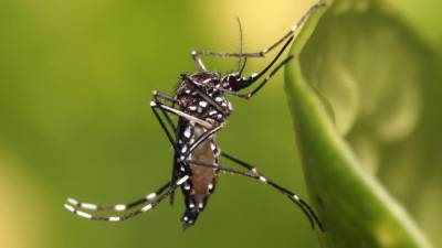Кошачья мята может воздействовать на комаров