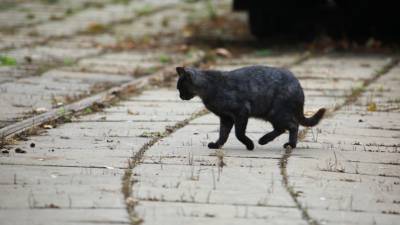 Зоо-энтузиаст живет и заботится о брошенных котах вблизи «Фукусима-1»