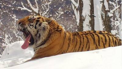 Двое хабаровчан задержаны при попытке сбыта частей тела амурского тигра