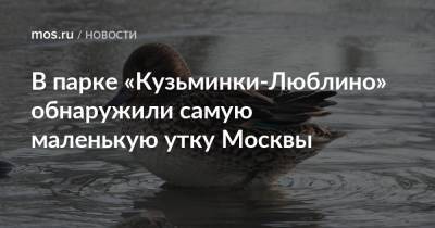 В парке «Кузьминки-Люблино» обнаружили самую маленькую утку Москвы
