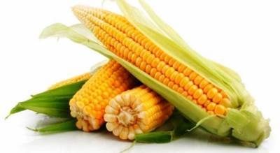 Украина отправила на экспорт 14 млн т кукурузы