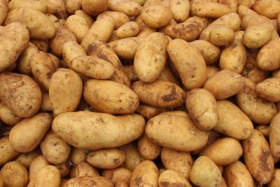 Урожай картофеля: аграрии обвинили Минэкономики во лжи
