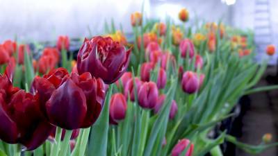 К 8 Марта в Карелии вырастили сто тысяч тюльпанов.