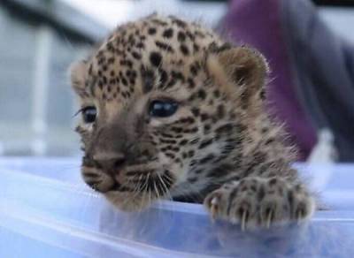 Воссоединение 9-недельного детеныша леопарда с матерью - skuke.net - Индия - Пуна - Интересно