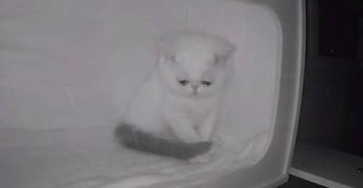 Камера наблюдения сняла безумно грустные кадры, когда котёнок увидел, что остался один без хозяев