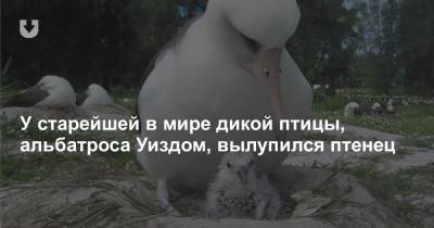 У старейшей в мире дикой птицы, альбатроса Уиздом, вылупился птенец
