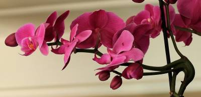 К 8 Марта ученые вывели новый сорт орхидеи: россиянам предлагают придумать имя цветку – Учительская газета