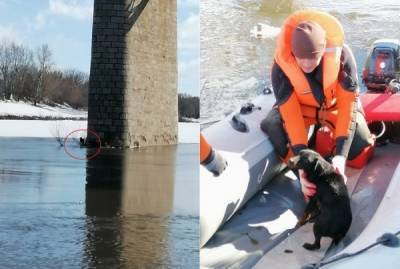 Елецкие спасатели вызволили собаку из западни