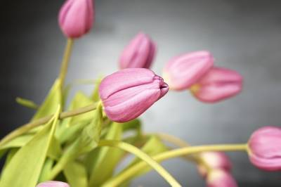 Агро - Самые популярные цветы 8 марта выросли в цене: причина не в ажиотаже - 24tv.ua - Голландия