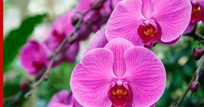 К 8 марта российские ученые вывели новый сорт орхидеи