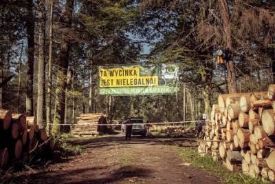 В интересах армии Польша уничтожает вековые деревья Беловежской пущи