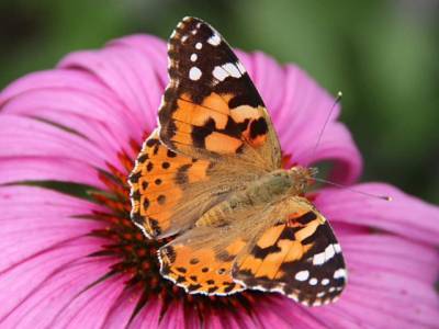 В США из-за изменений климата резко снизилась популяция бабочек