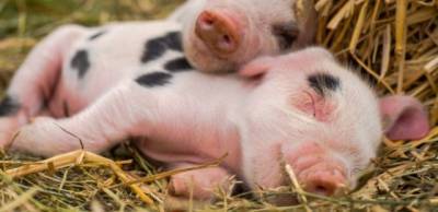Импорт свинины в Украину в феврале увеличился в 2 раза