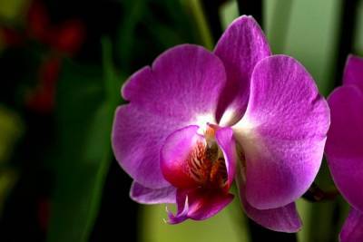 Ученые из Петербурга вывели новый сорт орхидеи к 8 Марта