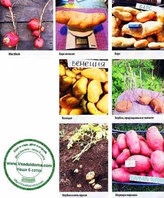 Выращивание картофеля по многоярусной технологии – хороший урожай