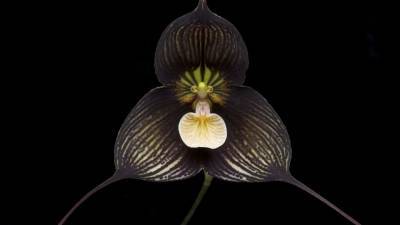 Специалисты РАН вывели новый вид орхидей к 8 Марта
