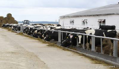 8830 кг. Гродненский район традиционно занял первое место в республике по удою молока на корову