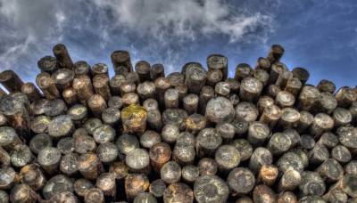 Sina: вывоз древесины из России обернулся неприятностями для Китая