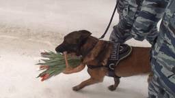 Полицейский пёс Фугас поздравил жительниц Томска с 8 Марта — видео
