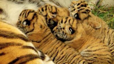 Рэпер Джиган заказал тигренка на час для своих детей