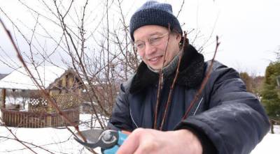Ранневесенняя обрезка вишни: видео-советы от Евгения Сапунова, опытного ландшафтного дизайнера