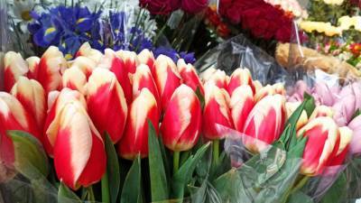 Флорист отреагировала на слова Жириновского об отмене ввоза цветов из-за рубежа