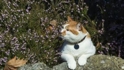 Последние цветы зимы для дам: кот Мостик в южном парке - фото