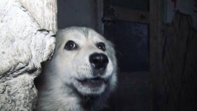 СК ищет виновных в нападении стаи бездомных псов на ребенка в Коми
