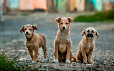 Угроза или жалость?: Агрессивные бездомные собаки держат в страхе жителей Северодонецка