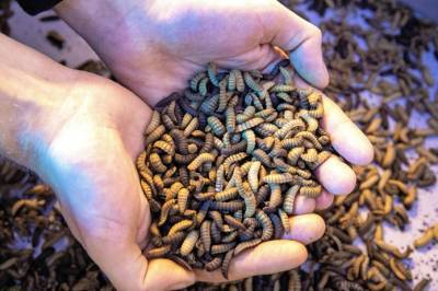 Rabobank: Производство белка из насекомых увеличится в 50 раз