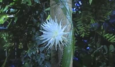 Ботаникам Кембриджа удалось заснять редчайшее цветение тропического кактуса