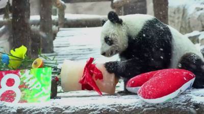 Груша для панды Диндин и рыба пингвинам: что дарили на праздник в Московском зоопарке