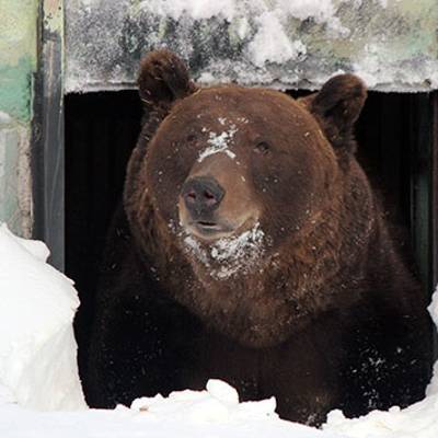 Животные Московского зоопарка получили ледяное угощение к празднику 8 Марта