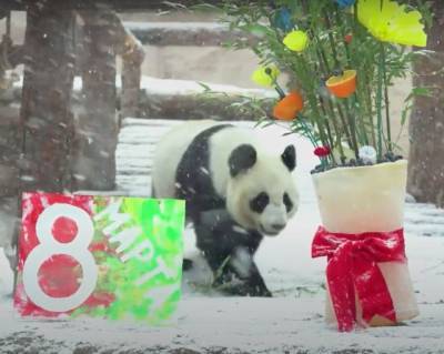 В Московском зоопарке панда Жуи подарил своей возлюбленной букет и открытку на 8 Марта